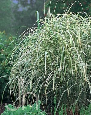 Maiden Grass Miscanthus sinensis Variegatus