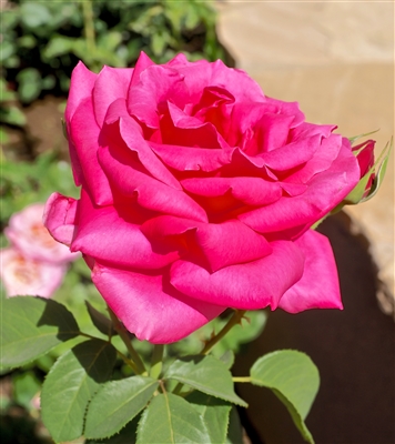 Miss All American Beauty Hybrid Tea Rose