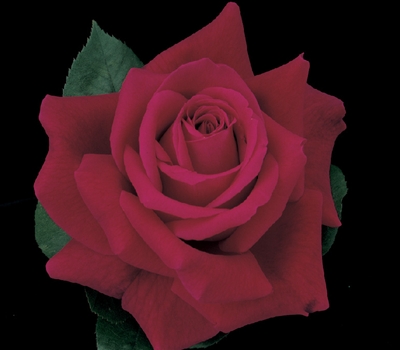 Mister Lincoln Hybrid Tea Rose