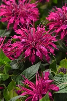 Monarda didyma 'Bee-Mineâ„¢ Purple'