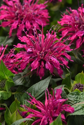 Bee Balm Bee-Mine Purple