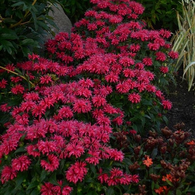 Monarda Sugar Buzz Cherry Pops