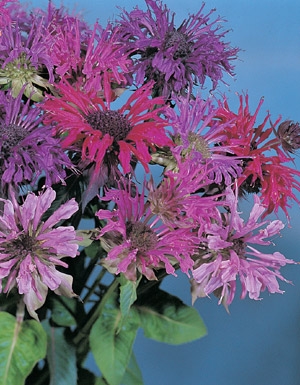 Monarda didyma Bee Balm Panorama Mix