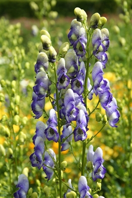 Monkshood Aconitum cammarum 'Bicolor'