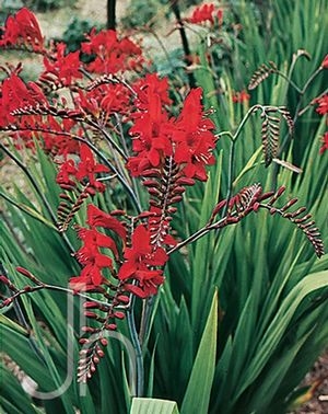 Montbretia Crocosmia x Lucifer