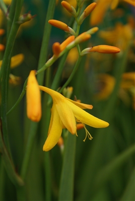 Montbretia Crocosmia x 'George Davidson'