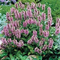 Catmint Nepeta Pink Cat
