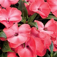 New Guinea Impatiens Infinity&reg; hawkeri