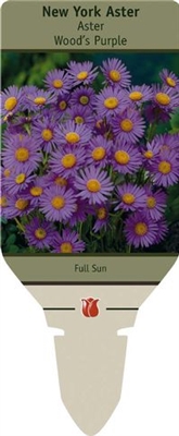 New York Aster 'Woods Purple'