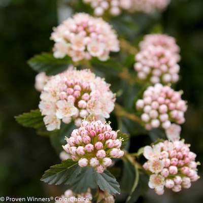 Ninebark Physocarpus opulifolius Tiny Wine