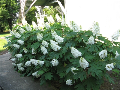 Oakleaf Hydrangea quercifolia Gatsby Gal&#0153;