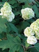 Oakleaf Hydrangea quercifolia Gatsby Moon&#0153;