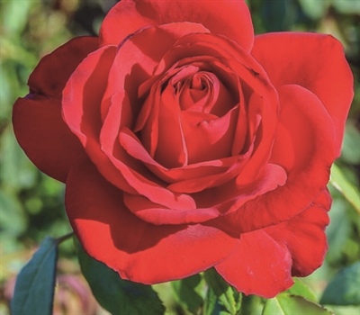 Olympiad Hybrid Tea Rose