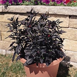 Ornamental Pepper