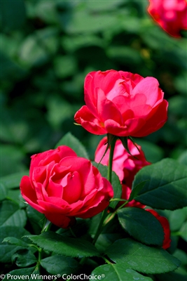 Landscape Shrub Rose Oso Easy&reg; Double Red Rosa x