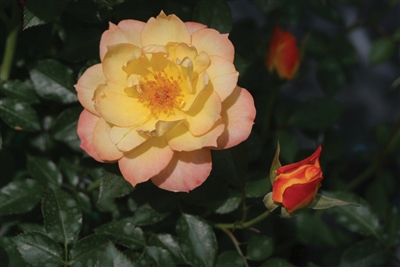 Landscape Shrub Rose Oso Easy&reg; Italian Ice Rosa x