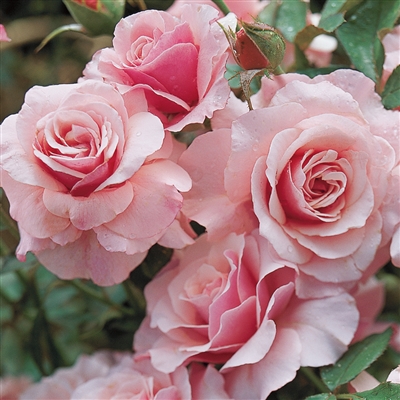 Our Lady of Guadalupeâ„¢ Floribunda Rose