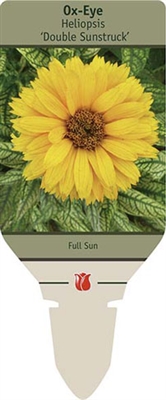 Ox-Eye Heliopsis 'Double Sunstruck'