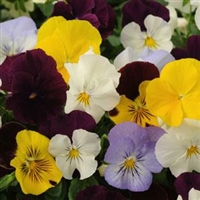 Spreading Pansy Cool Wave Mixture