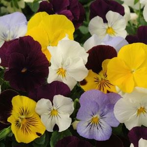 Spreading Pansy Cool Wave Mixture