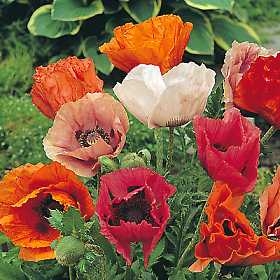 Papaver orientale Oriental Poppy Pizzicato