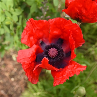 Papaver Oriental Poppy Beauty of Livermere