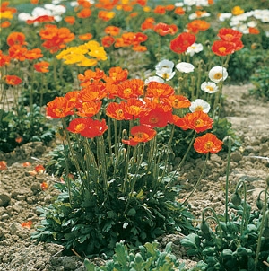 Papaver nudicaule Iceland Poppy Garden Gnome Mix