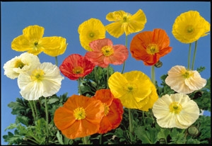 Papaver nudicaule Wonderland Mix Iceland Poppy