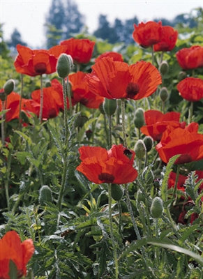 Papaver orientale Oriental Poppy Allegro