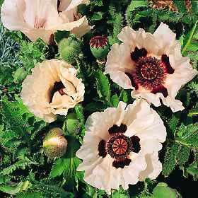 Papaver orientale Oriental Poppy Princess Victoria Louise