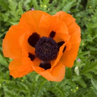 Poppy Papaver orientalis Prince of Orange