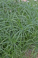 Cyperus involucratus Graceful Grasses&reg; Baby Tut&reg;