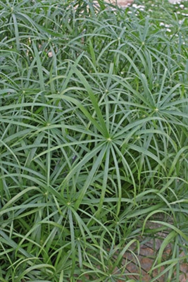 Cyperus involucratus Graceful Grasses&reg; Baby Tut&reg;