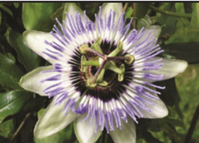 Passion Flower Vine Passiflora Caerulea Beckys Blue & White