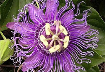 Passion Flower Vine Passiflora Incarnata x Cinnicata Incense