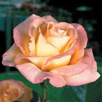 'Peace' Hybrid Tea Rose
