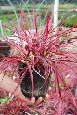 Pennisetum setaceum Fountain Grass