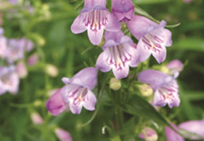 Penstemon Beardtongue Shadow Mountain