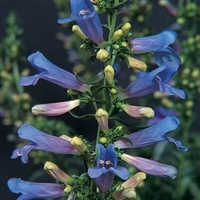 Penstemon heterophyllus Electric Blue