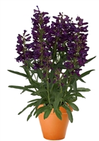 Beardtongue Penstemon barbatus 'Pristine Lilac Purple'