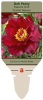 Itoh Peony Paeonia Itoh 'Scarlet Heaven'