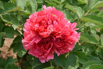 Peony Tree Burning Colors of the Evening Red