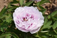 Peony Tree x suffruticosa 'Colorful Painting (Lavender)'