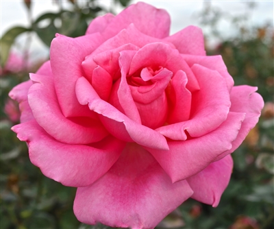 Perfume Delight Hybrid Tea Rose