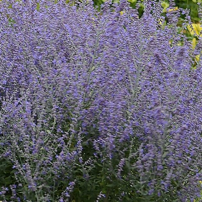 Perovskia Russian Sage Rocketman