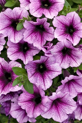 Petunia hybrid Supertunia&reg; Bordeaux&#0153