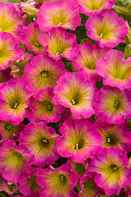 Petunia hybrid Supertunia&reg; Daybreak Charm