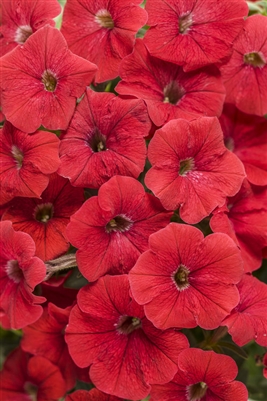 Petunia hybrid Supertunia&reg; Really Red