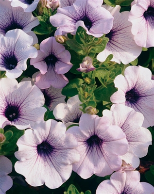 Petunia hybrid Supertunia&reg; Trailing Blue Veined