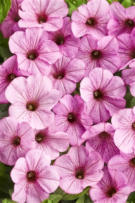 Petunia hybrid Supertunia&reg; Flamingo